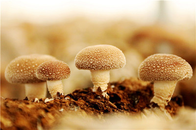 小蘑菇 大產(chǎn)業(yè)——濟寧鄒城大束蘑菇小鎮(zhèn)展覽服務(wù)紀(jì)實